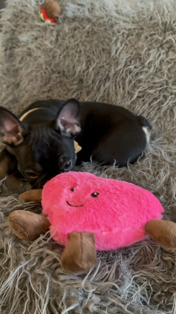 Theo | Black & Tan French Bulldog Male | The Elegant