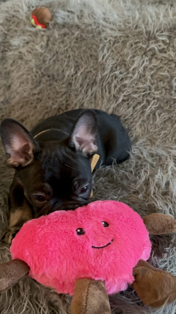 Theo | Black & Tan French Bulldog Male | The Elegant