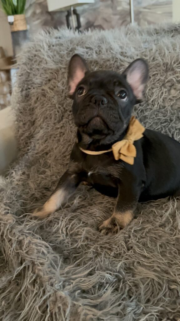 Theo | Black & Tan French Bulldog Male | The Elegant
