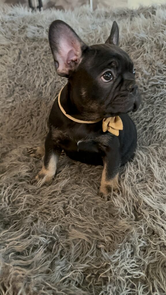 Theo | Black & Tan French Bulldog Male | The Elegant