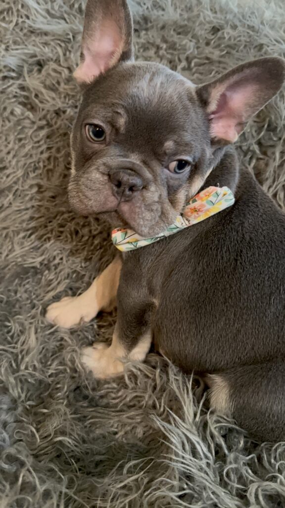 Tony | Blue & Tan French Bulldog Male | The Curious