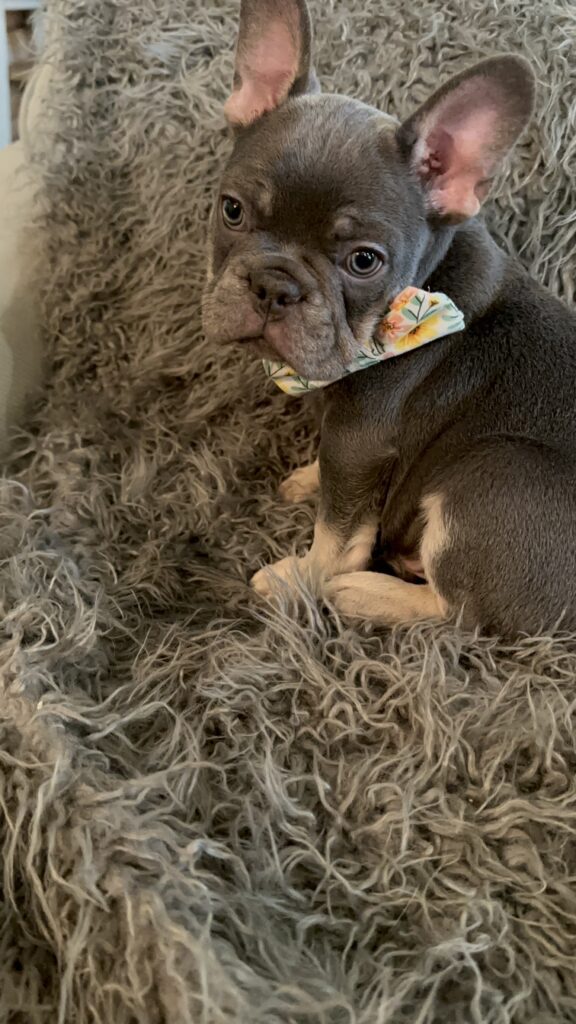 Tony | Blue & Tan French Bulldog Male | The Curious