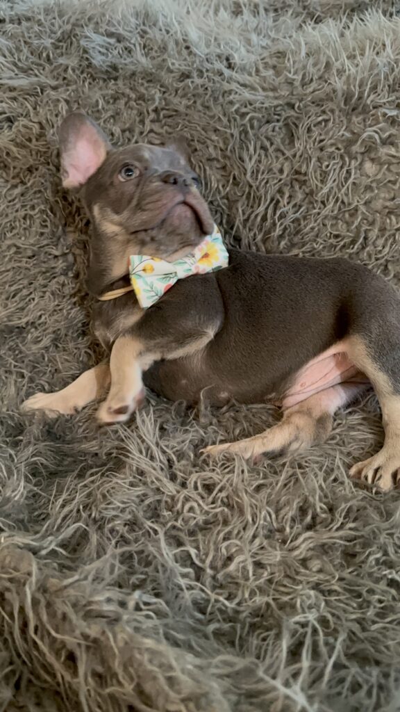 Tony | Blue & Tan French Bulldog Male | The Curious