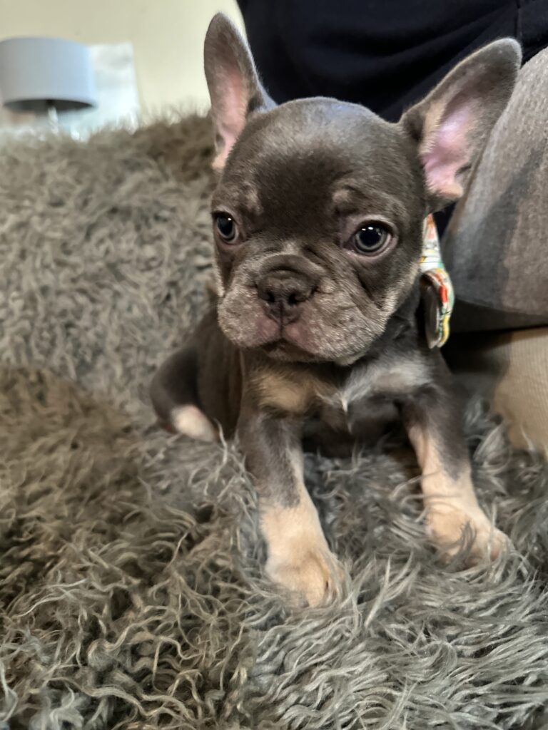 Tony | Blue & Tan French Bulldog Male | The Curious
