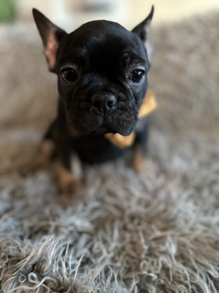 Theo | Black & Tan French Bulldog Male | The Elegant