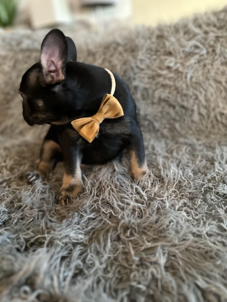 Theo | Black & Tan French Bulldog Male | The Elegant