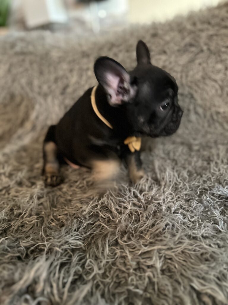 Theo | Black & Tan French Bulldog Male | The Elegant