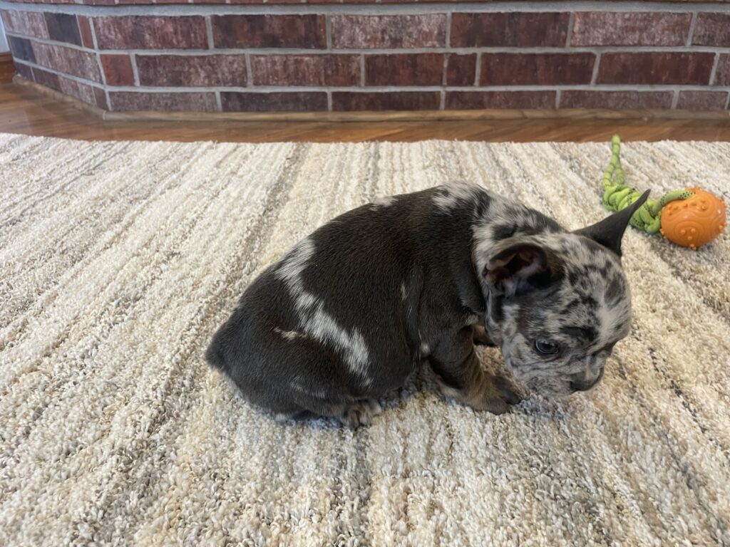 Urban | Blue Merle French Bulldog Male | The Remarkable