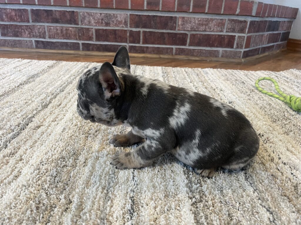Urban | Blue Merle French Bulldog Male | The Remarkable