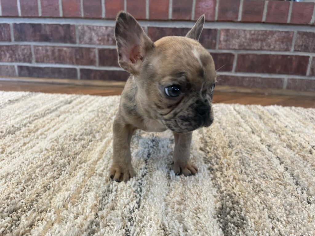 Unity | Fawn Merle French Bulldog Female | The Playful