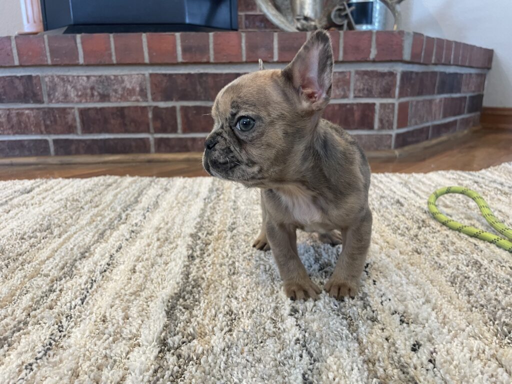 Unity | Fawn Merle French Bulldog Female | The Playful