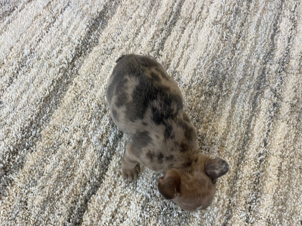 Unity | Fawn Merle French Bulldog Female | The Playful