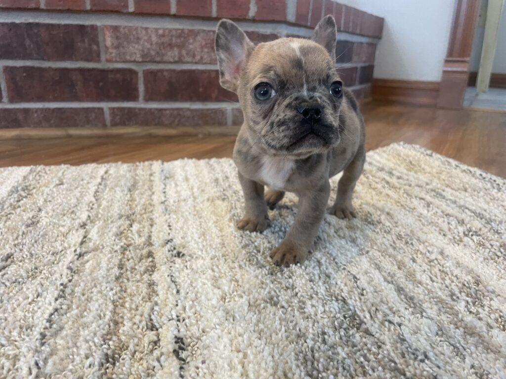 Unity | Fawn Merle French Bulldog Female | The Playful