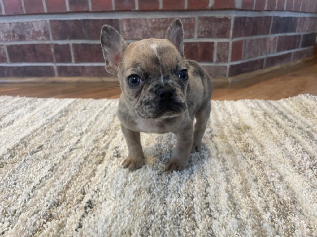 Unity | Fawn Merle French Bulldog Female | The Playful