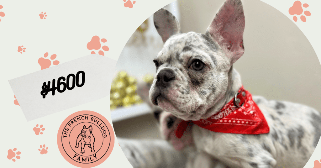 Quest | Lilac Merle French Bulldog Male | The Charming One