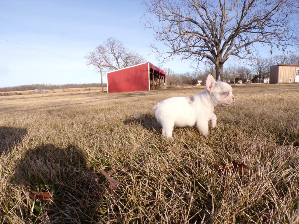 Waldo | Lilac Merle Pied French Bulldog Male | The Social