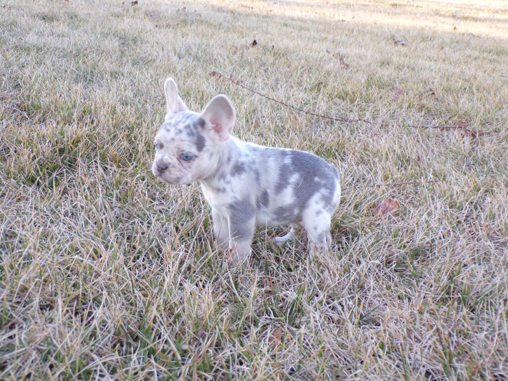 Winnie | Lilac Merle French Bulldog Female | The Magical