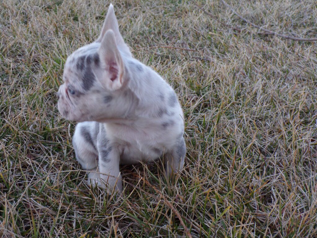 Winnie | Lilac Merle French Bulldog Female | The Magical