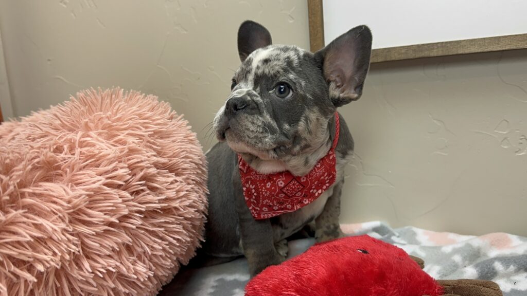 Urban | Blue Merle French Bulldog Male | The Remarkable