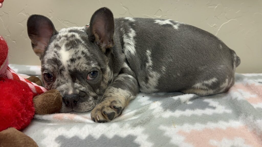 Urban | Blue Merle French Bulldog Male | The Remarkable