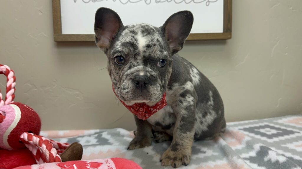 Urban | Blue Merle French Bulldog Male | The Remarkable