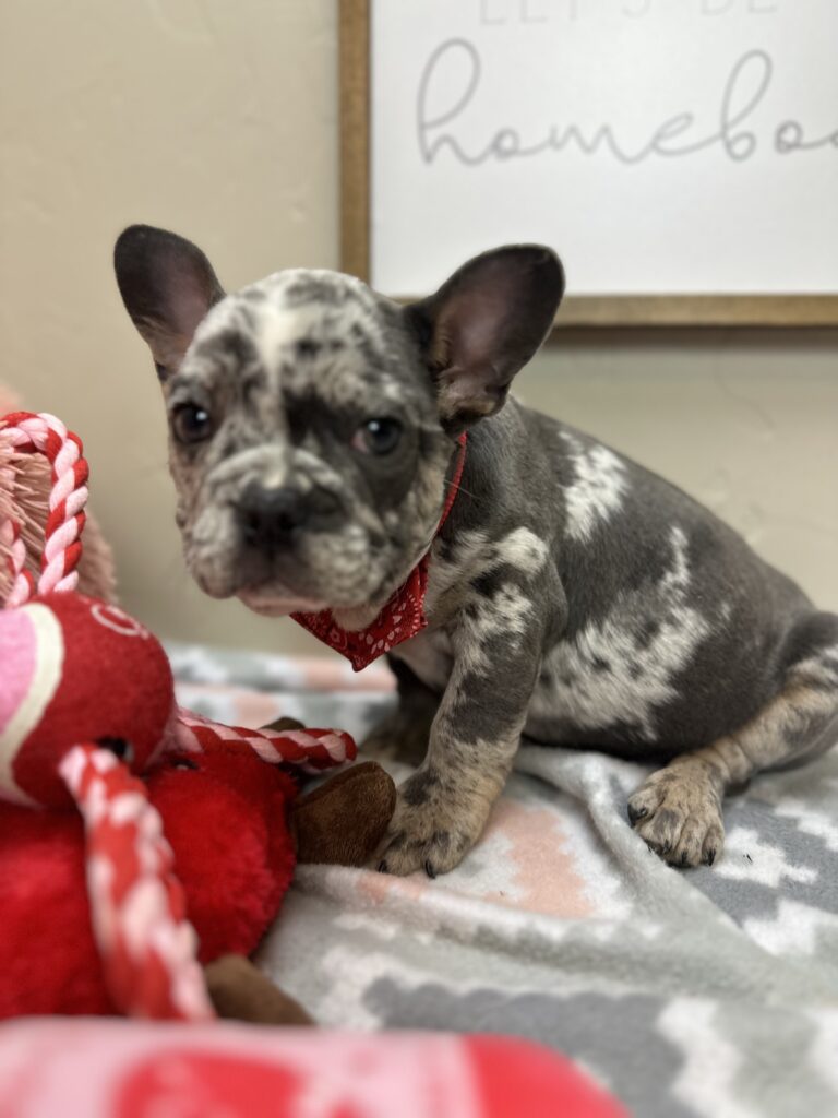 Urban | Blue Merle French Bulldog Male | The Remarkable