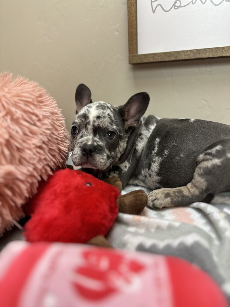 Urban | Blue Merle French Bulldog Male | The Remarkable