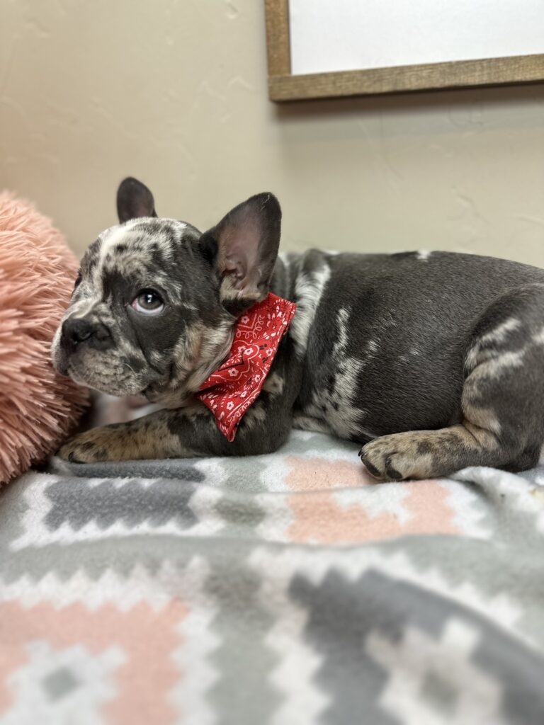 Urban | Blue Merle French Bulldog Male | The Remarkable