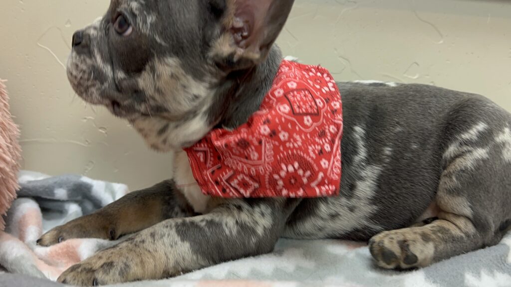 Urban | Blue Merle French Bulldog Male | The Remarkable