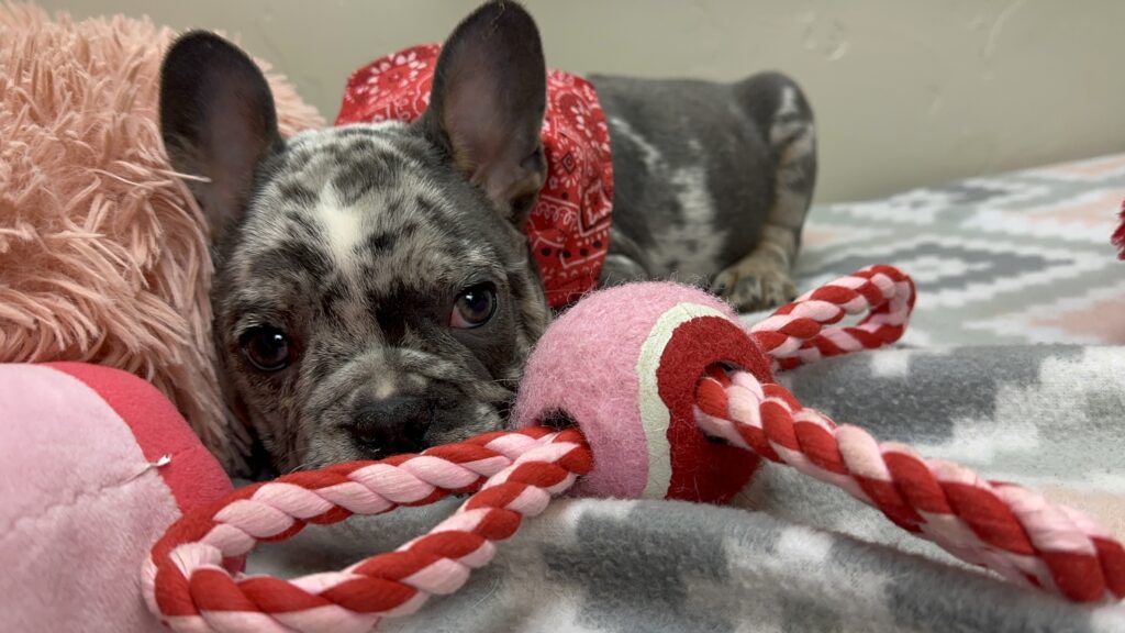 Urban | Blue Merle French Bulldog Male | The Remarkable