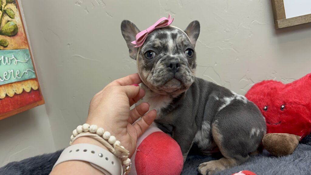Unicorn | Blue Merle French Bulldog Female | The Lovely​