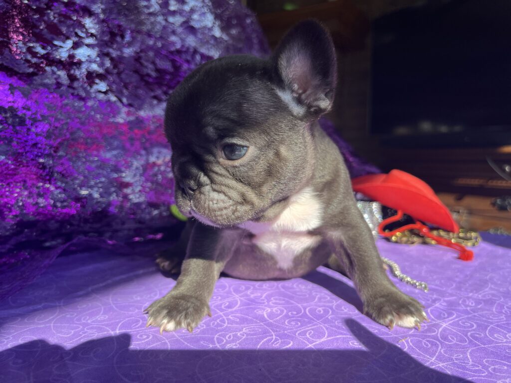 Vail | Chocolate French Bulldog Male | The Silly One