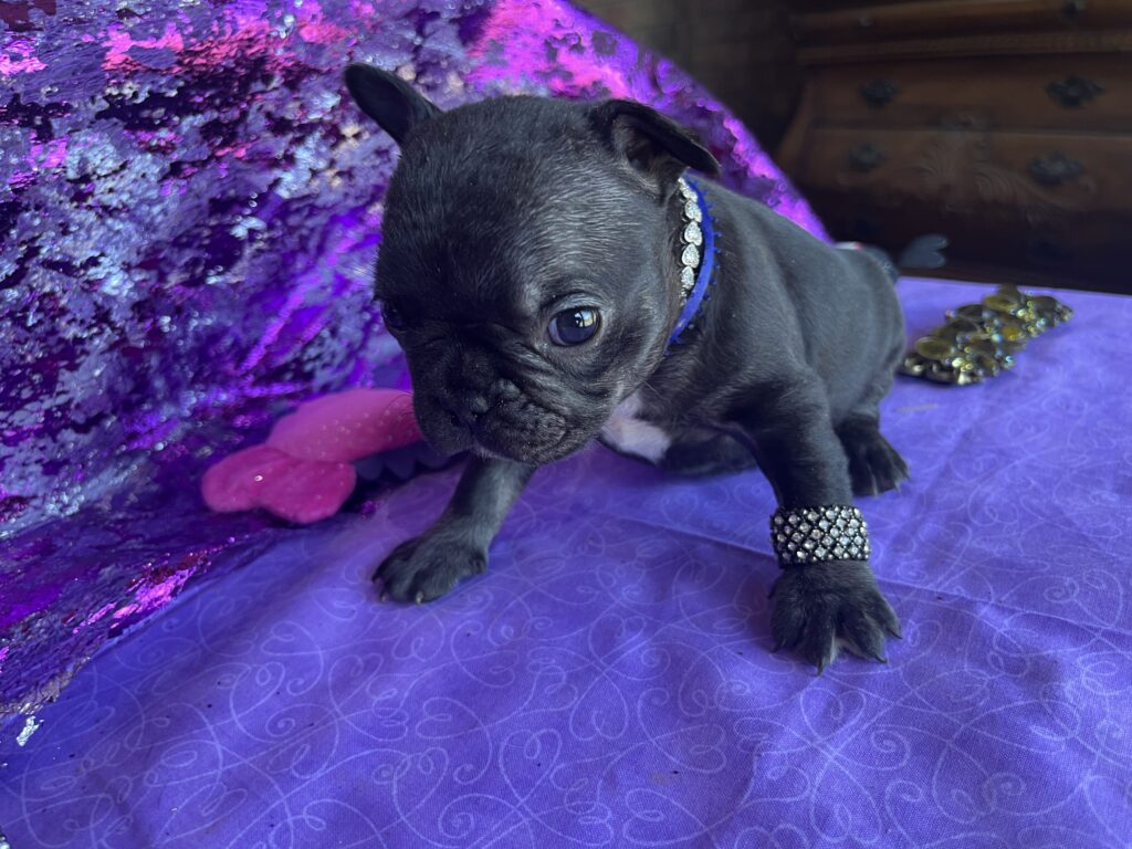 Velvet | Brindle French Bulldog Female | The Striking