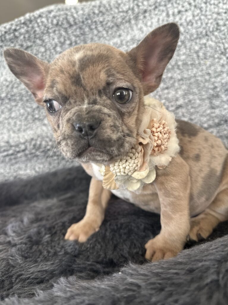 Unity | Fawn Merle French Bulldog Female | The Playful