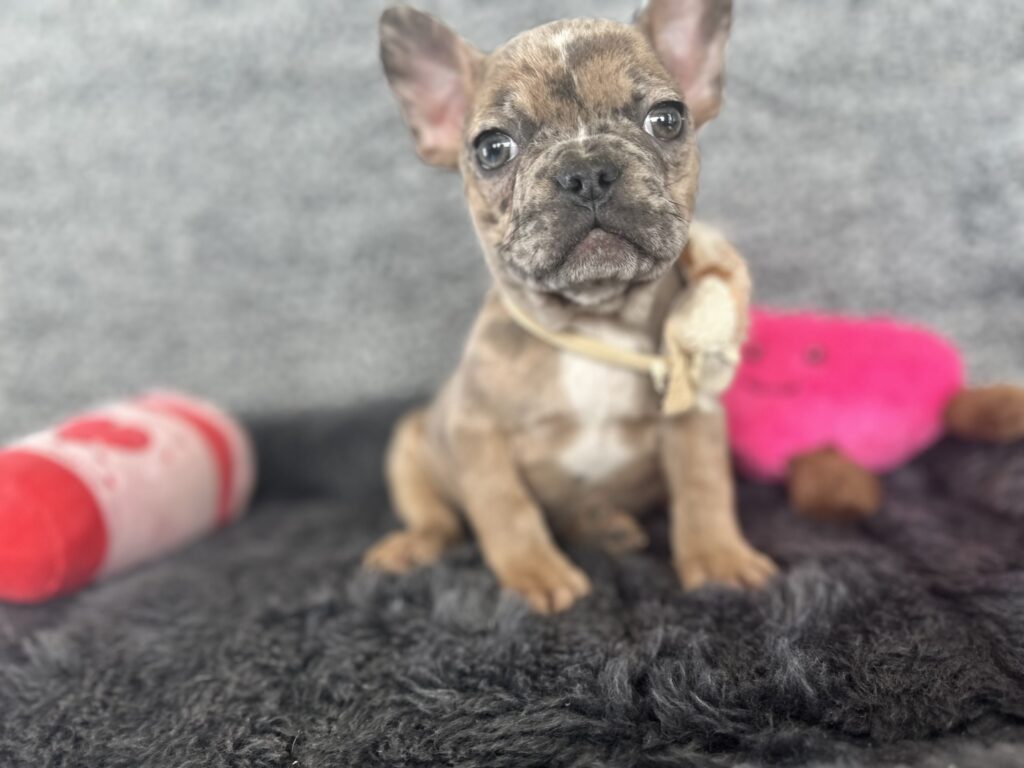 Unity | Fawn Merle French Bulldog Female | The Playful