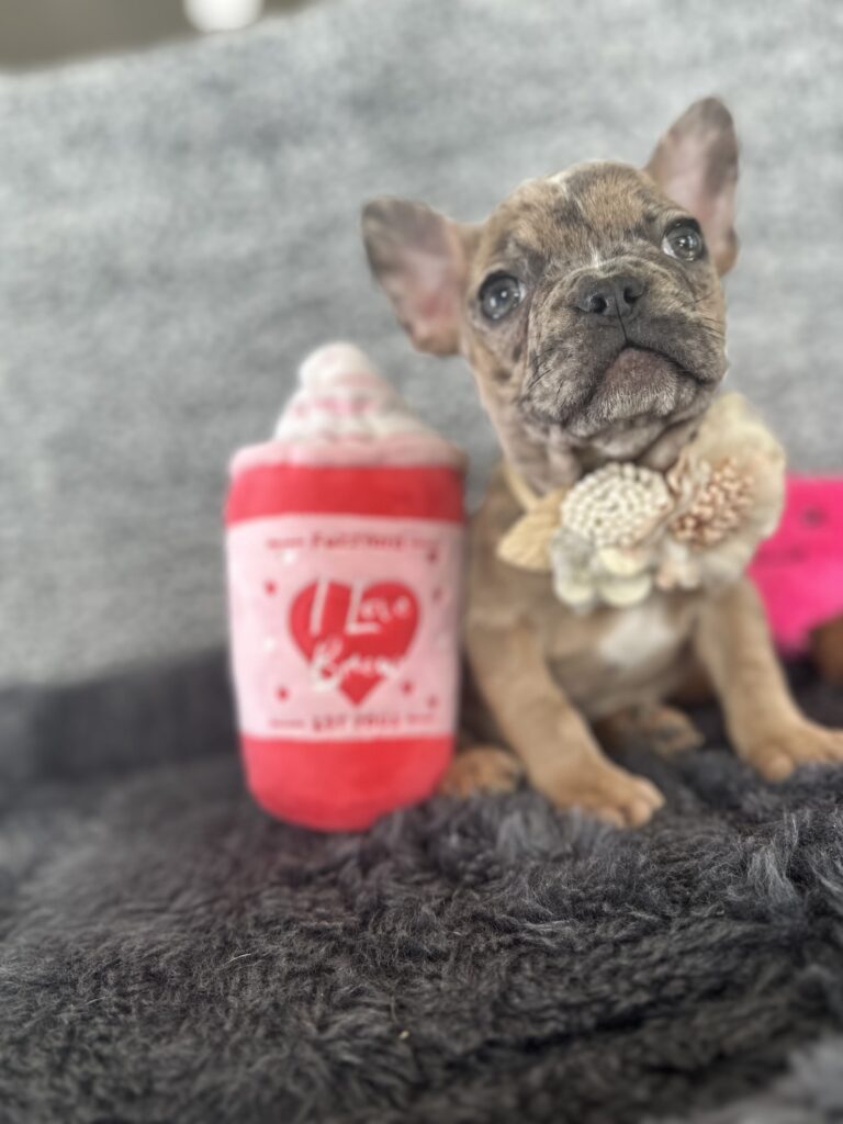 Unity | Fawn Merle French Bulldog Female | The Playful