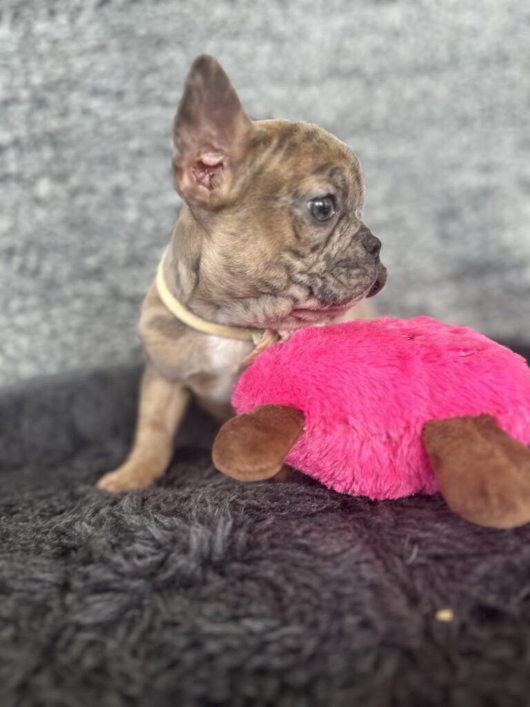 Unity | Fawn Merle French Bulldog Female | The Playful