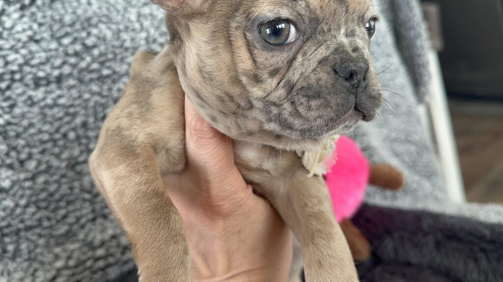 Unity | Fawn Merle French Bulldog Female | The Playful