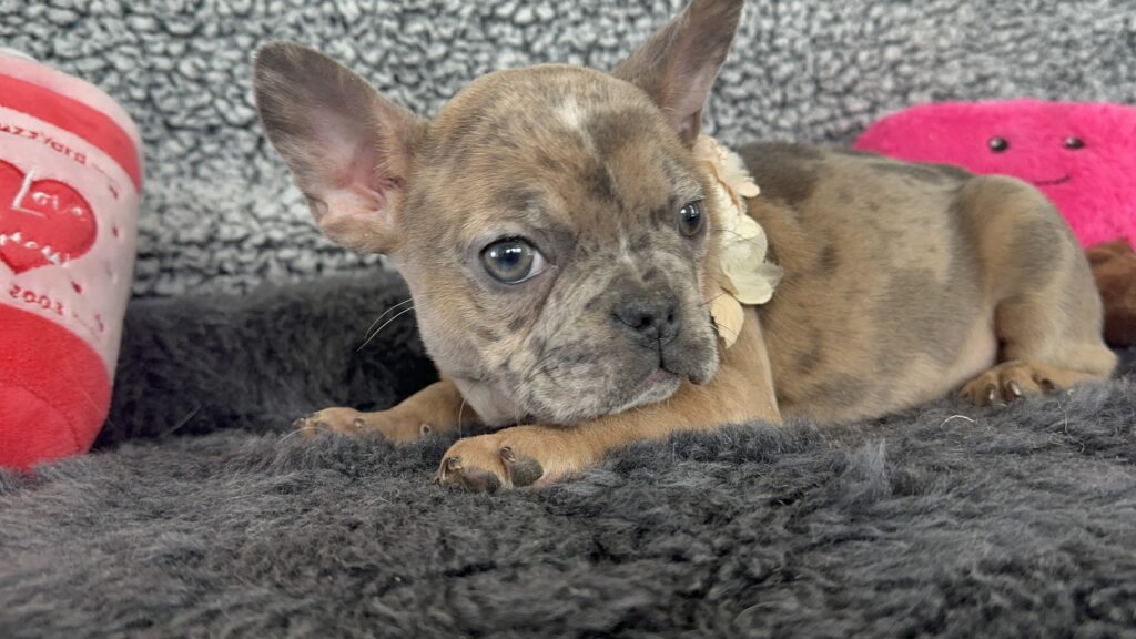 Unity | Fawn Merle French Bulldog Female | The Playful