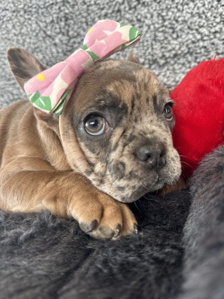 Utopia | Blue Fawn Merle French Bulldog Female | The Enchanting