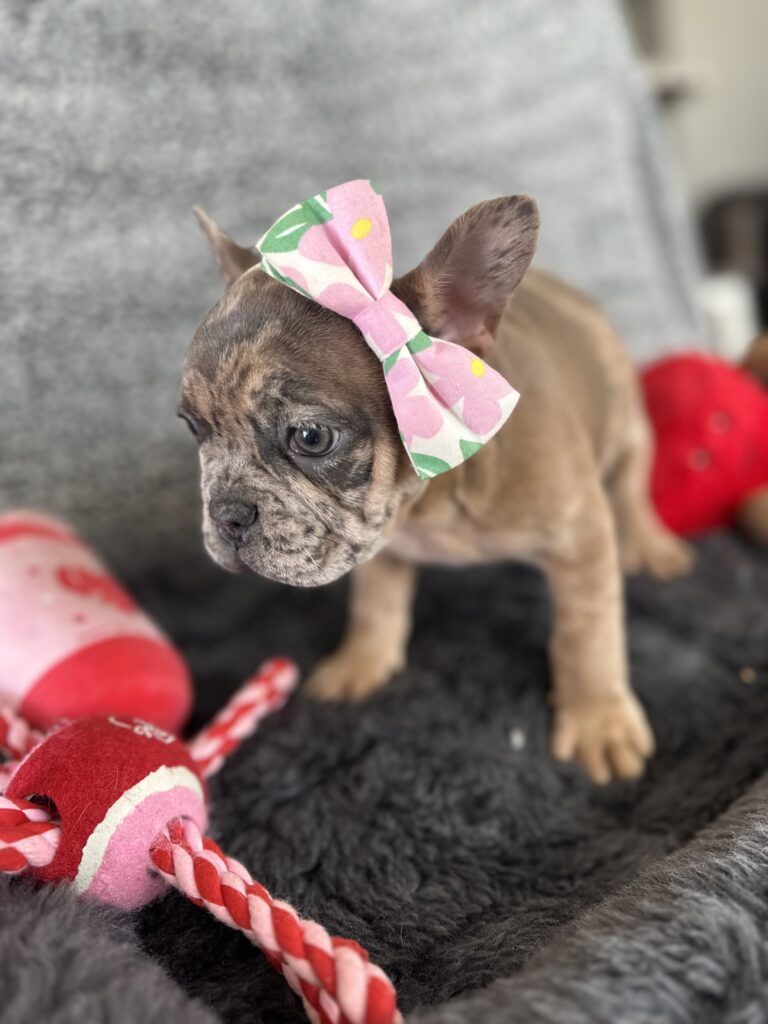 Utopia | Blue Fawn Merle French Bulldog Female | The Enchanting