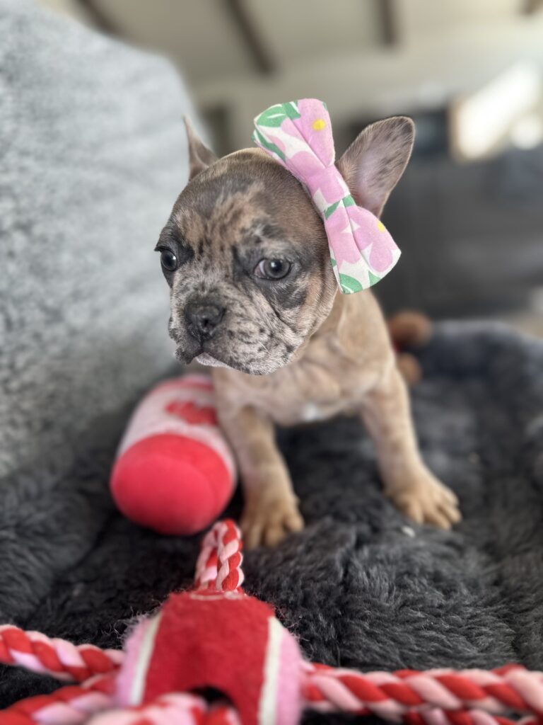 Utopia | Blue Fawn Merle French Bulldog Female | The Enchanting