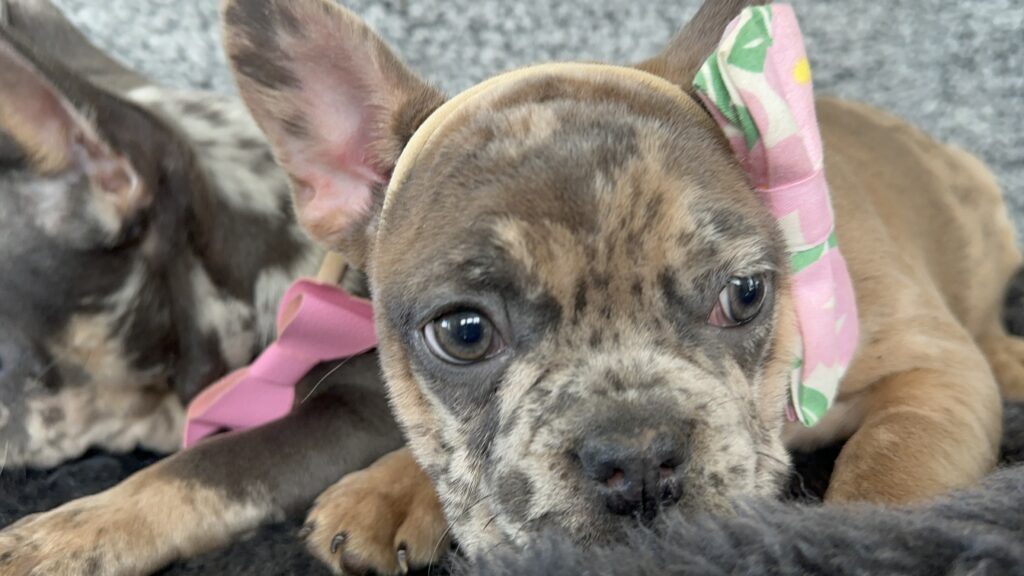 Utopia | Blue Fawn Merle French Bulldog Female | The Enchanting