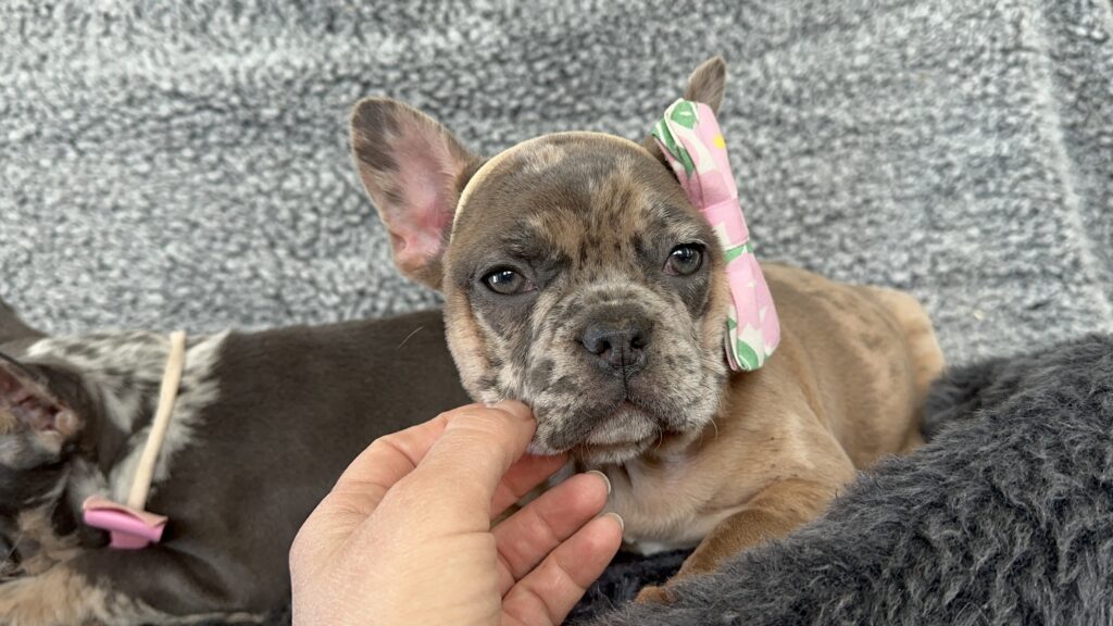 Utopia | Blue Fawn Merle French Bulldog Female | The Enchanting