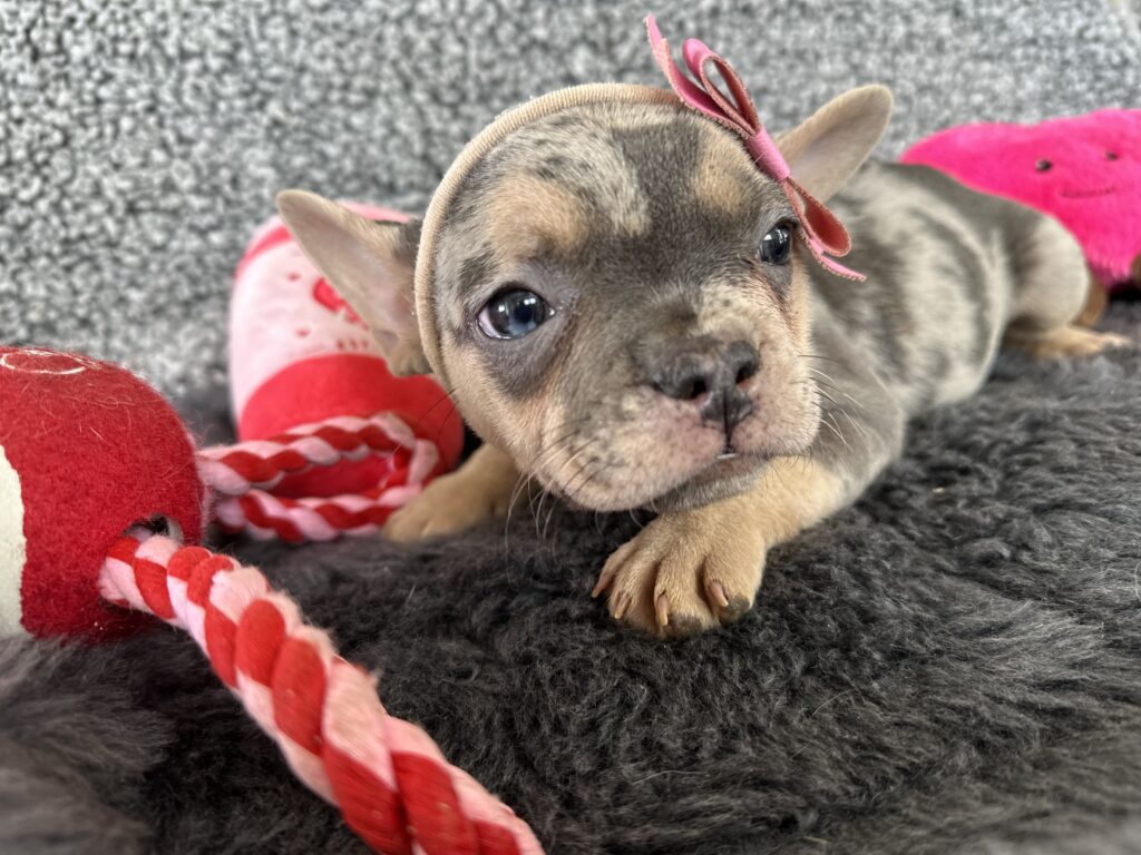 River | Blue Merle & Tan French Bulldog Female | The Angel