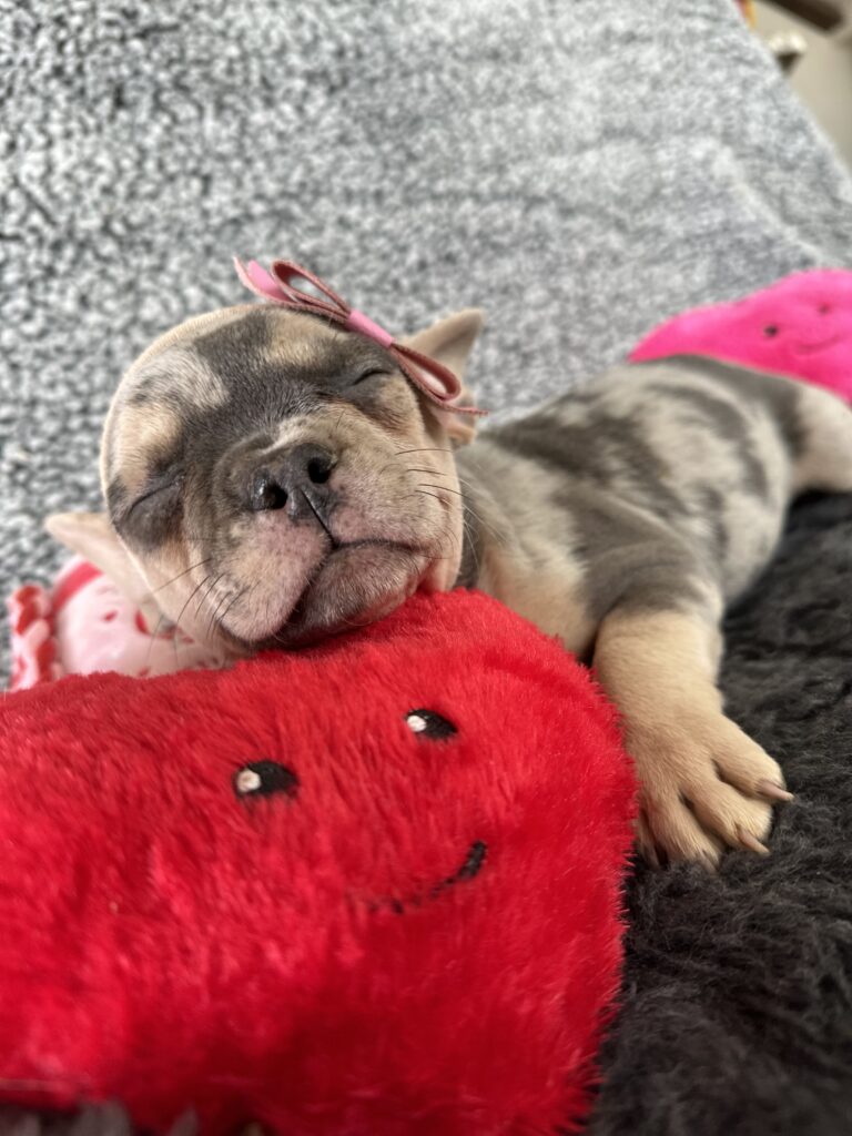 River | Blue Merle & Tan French Bulldog Female | The Angel