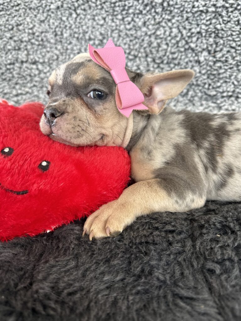 River | Blue Merle & Tan French Bulldog Female | The Angel