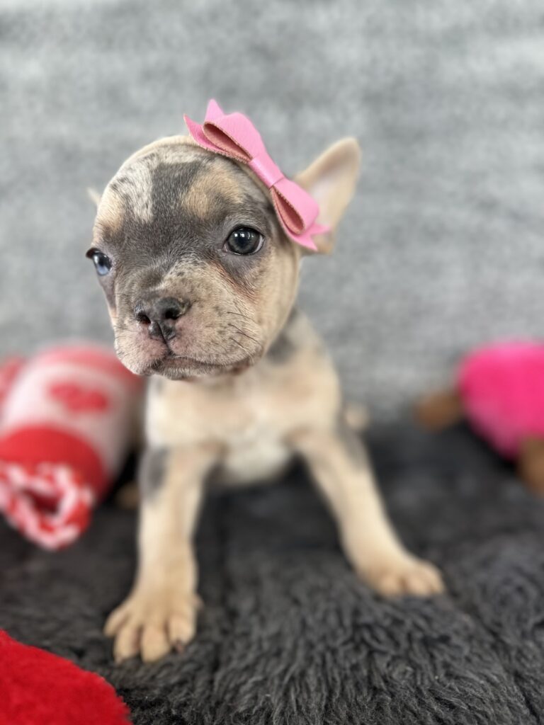 River | Blue Merle & Tan French Bulldog Female | The Angel