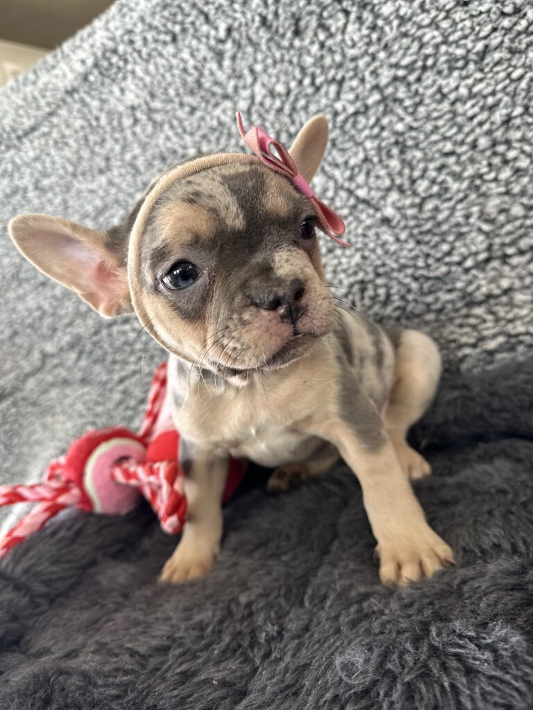 River | Blue Merle & Tan French Bulldog Female | The Angel