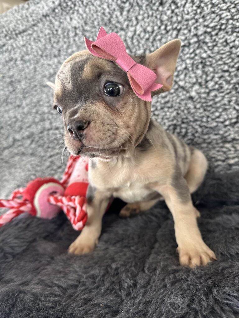 River | Blue Merle & Tan French Bulldog Female | The Angel